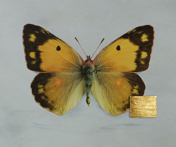 Wenn die Stille Flügel trägt